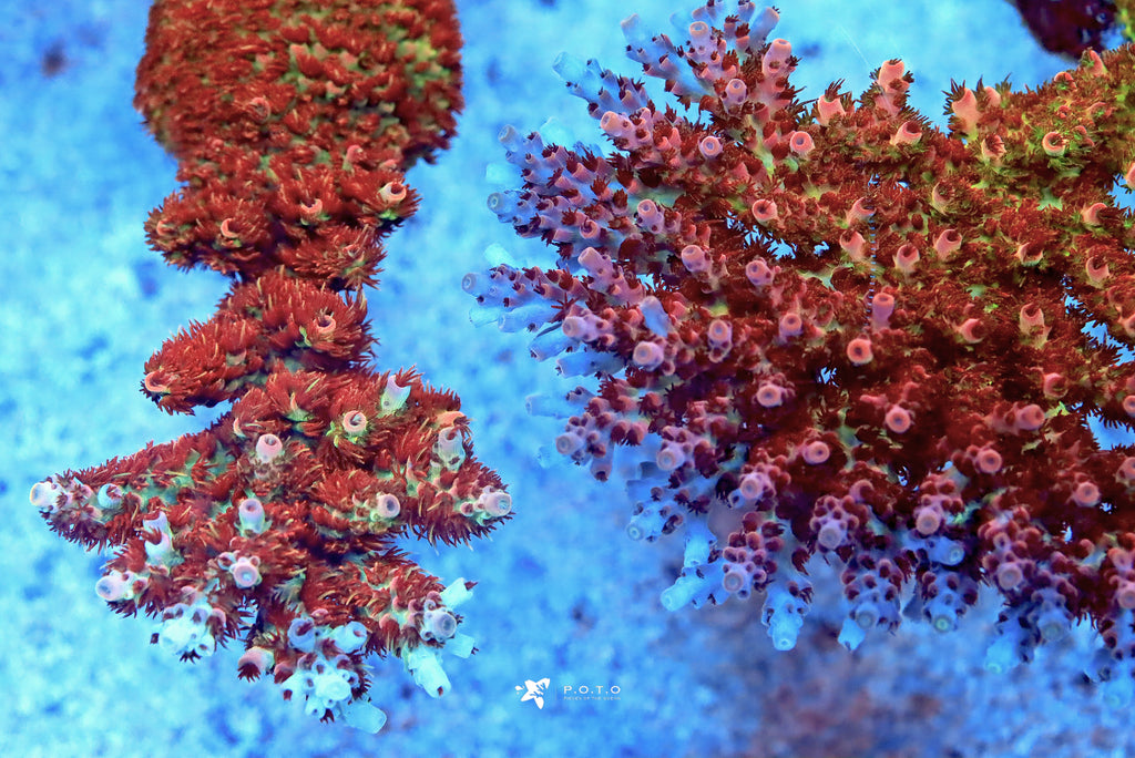 How To Improve Polyp Extensions (PE) In Acropora Corals?