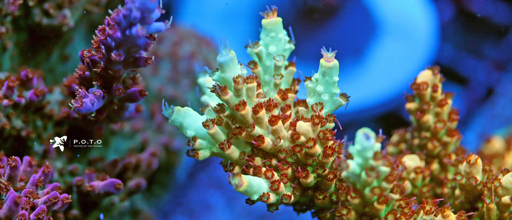 This Is How Much PAR for Acropora Is Necessary