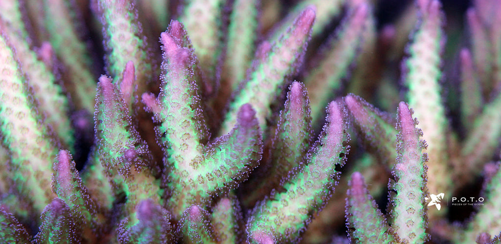 The Top 5 Fastest-Growing SPS Corals