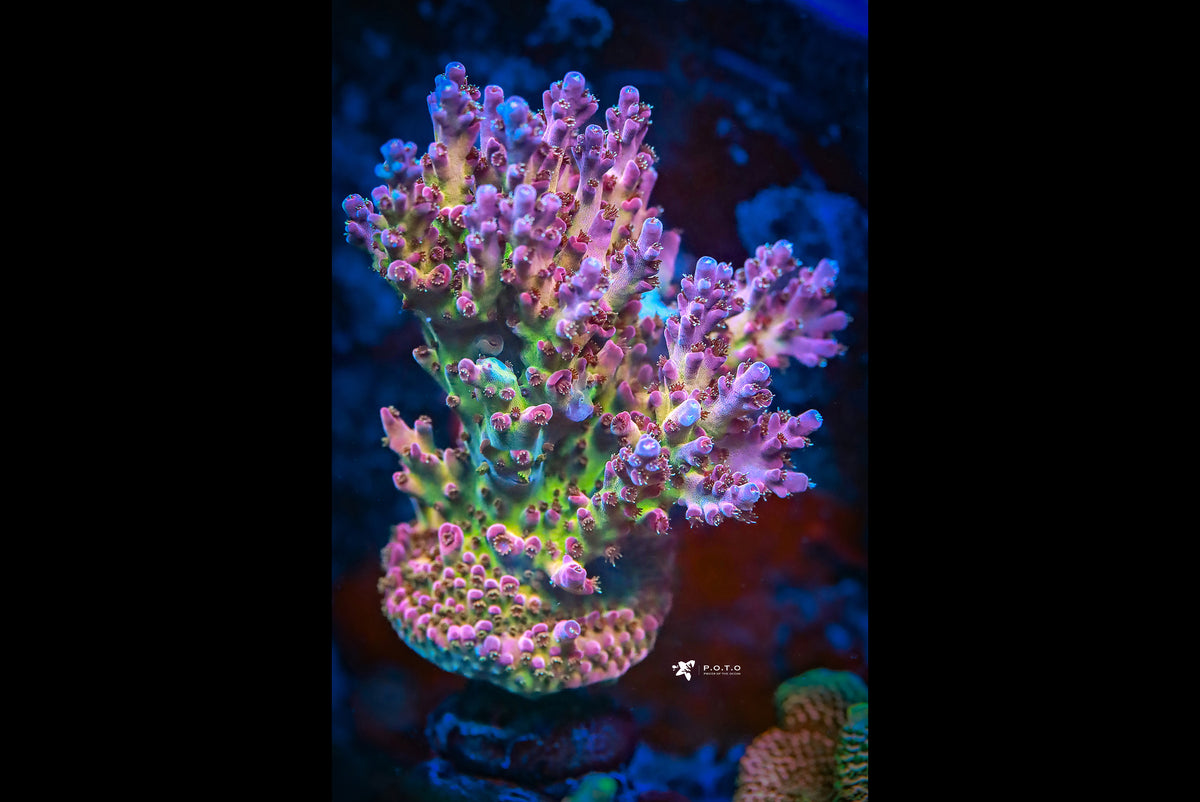 neophobia-horizontal_edfaab81-