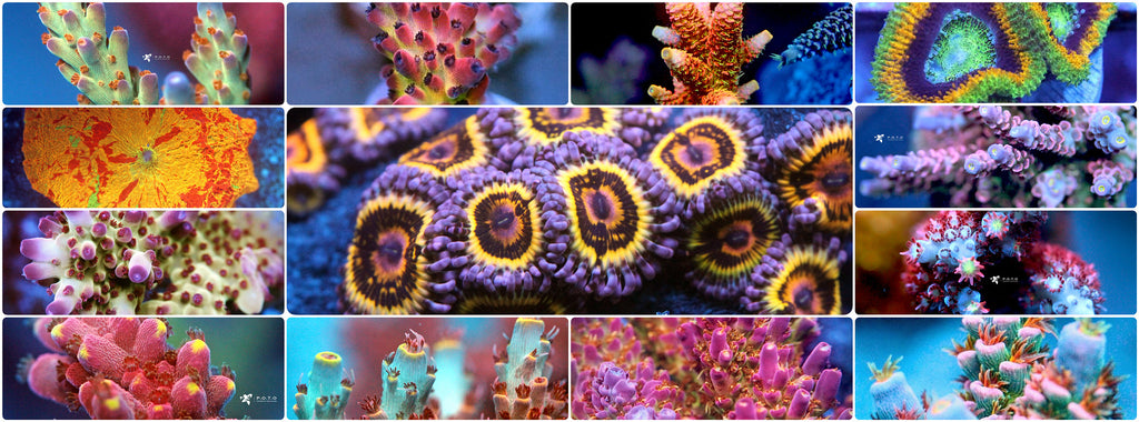 All You Need To Know About SPS, LPS, & Soft Corals