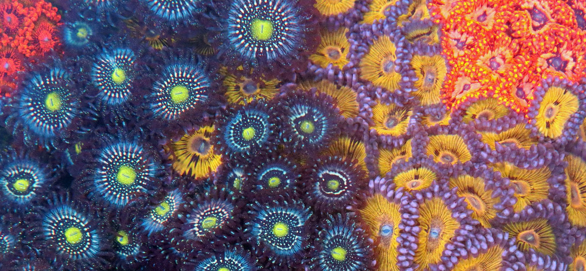 How to Choose Corals for a Reef Tank Pieces of the Ocean