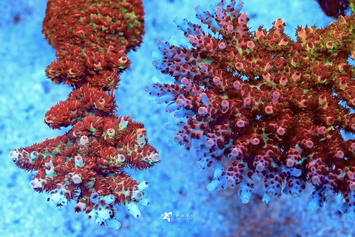 Polyp Acean How To Improve Polyp Extensions (PE) In Acropora Corals? – Pieces of ...