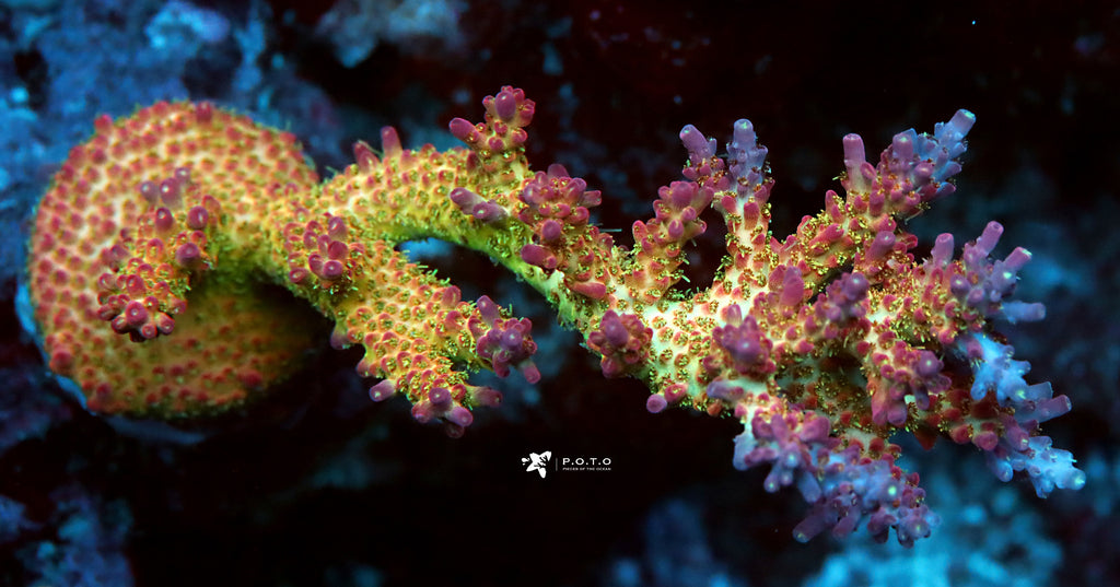 Calcification of SPS Corals in the Reef Aquarium Hobby