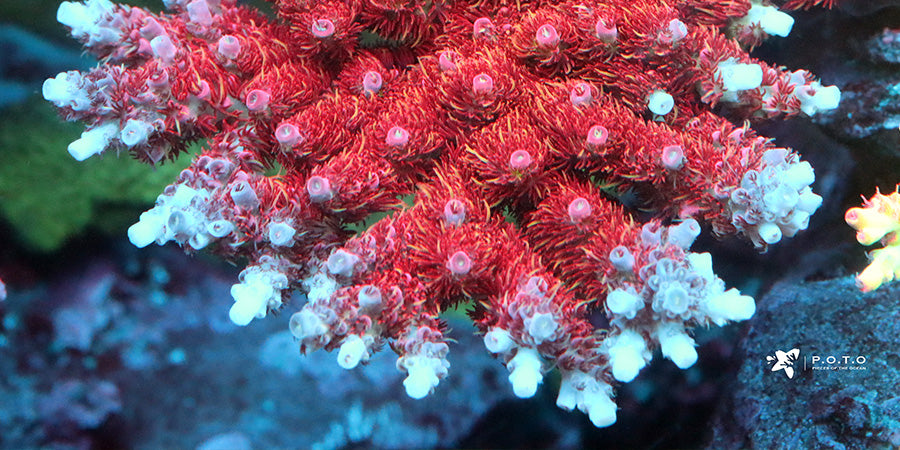 What Do White Tips On SPS Corals Mean?