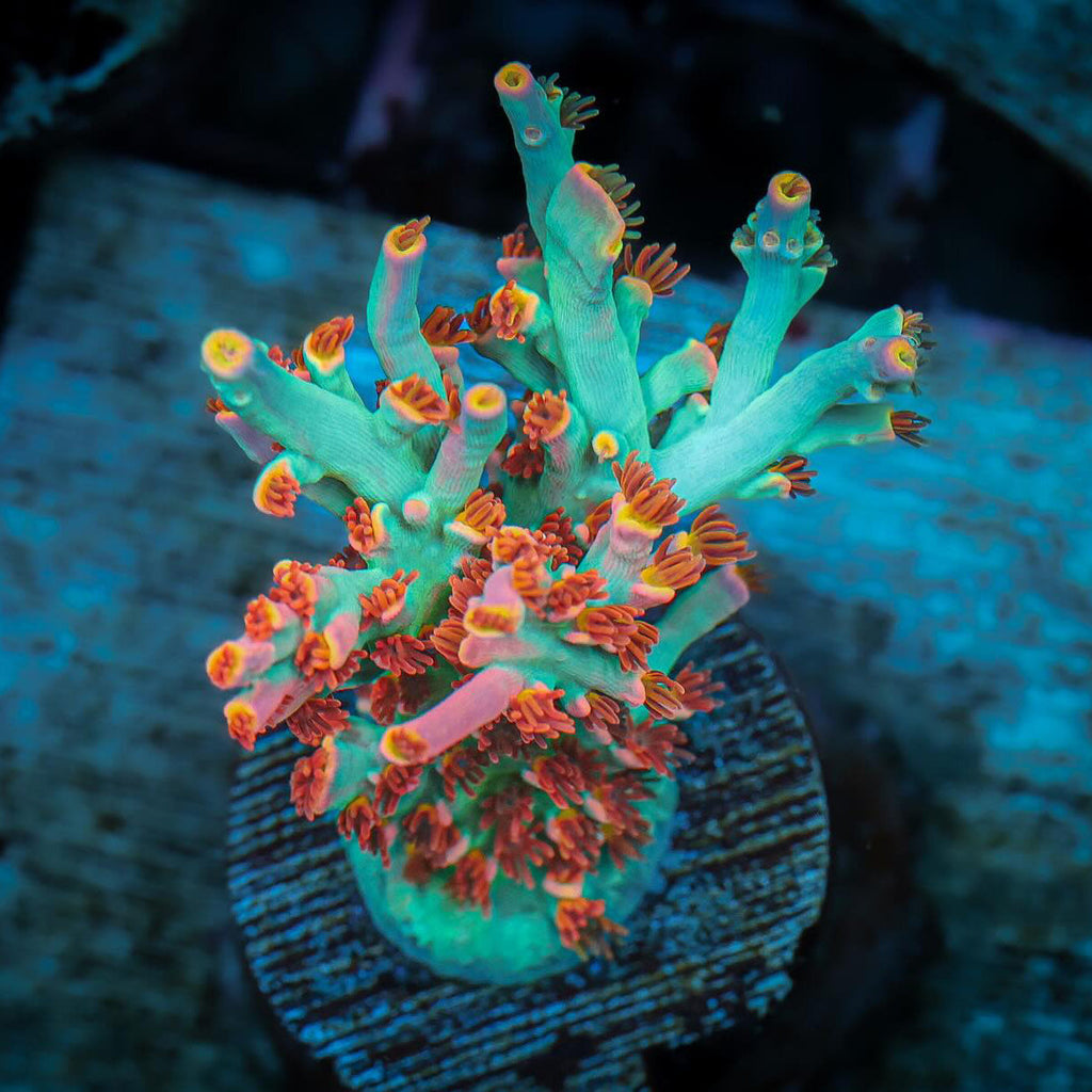 その他 sea coral Live Coral Sales Online | Buy Corals | Pieces of the Ocean