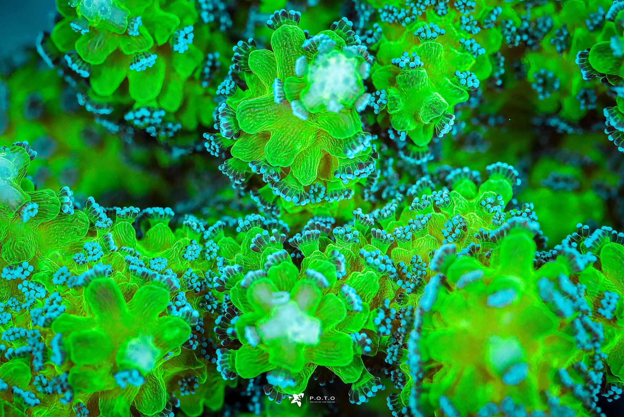 IMG_1044_2048x.jpg?v=1708027800