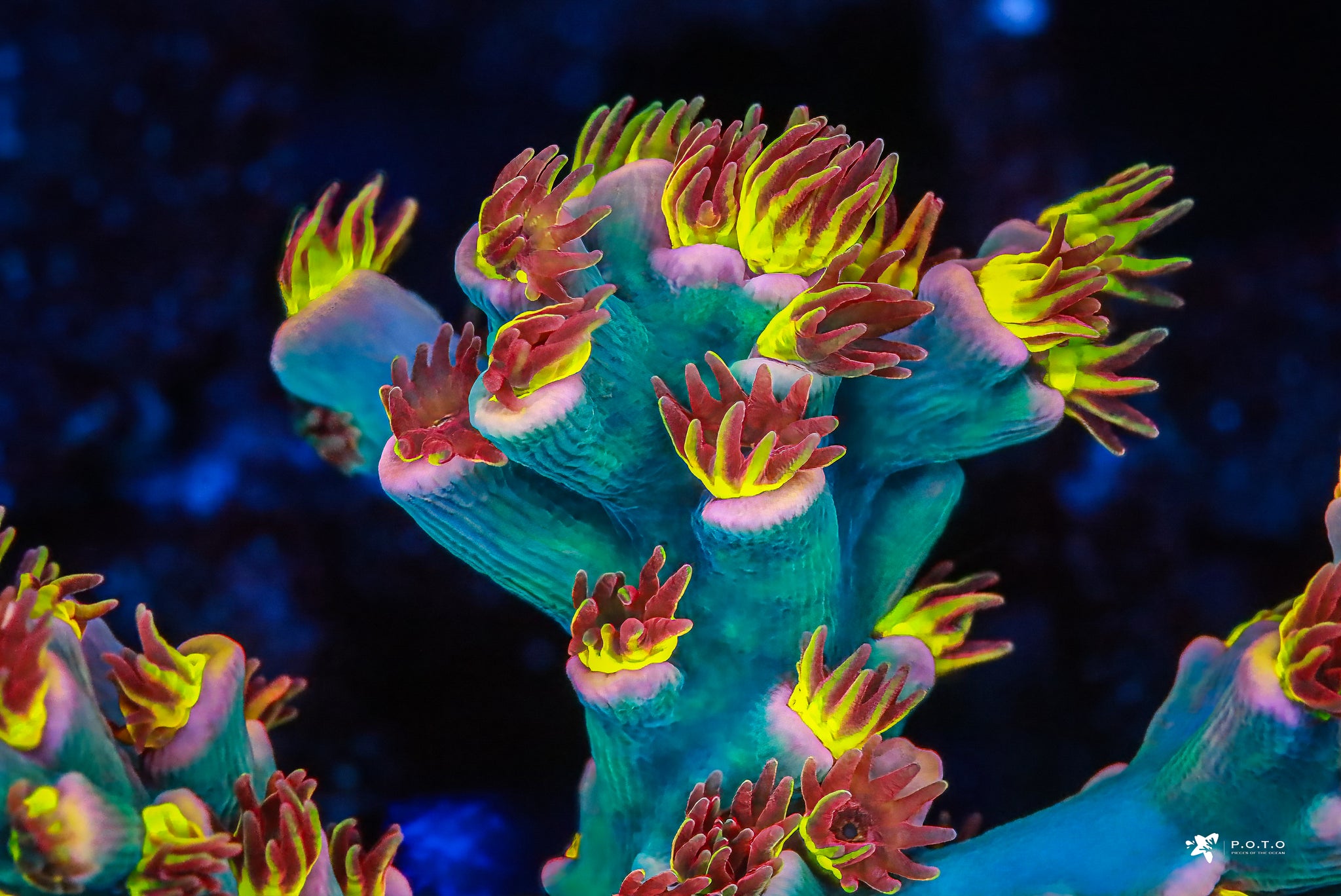 Live Coral Sales Online | Buy Corals | Pieces of the Ocean