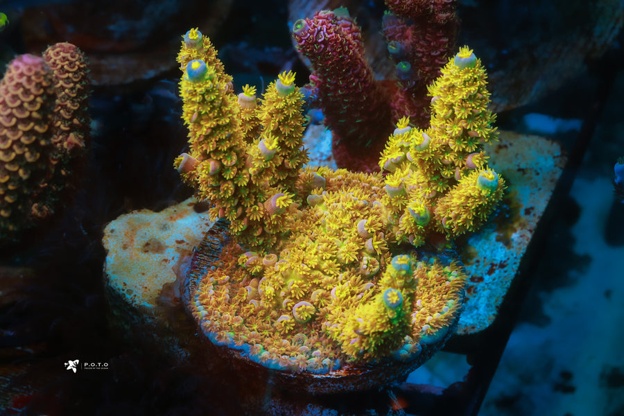 Big R Walt Disney – Pieces of the Ocean