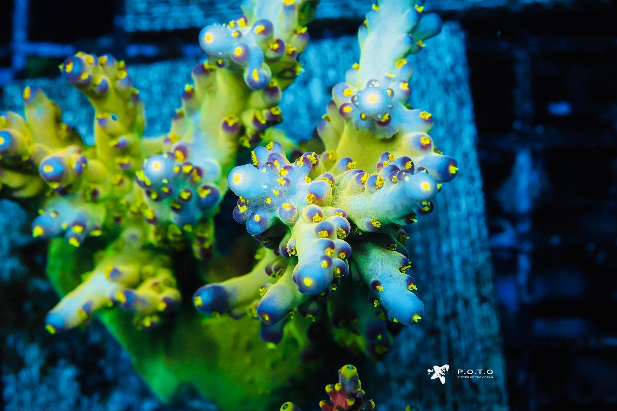 The Collection – Pieces of the Ocean