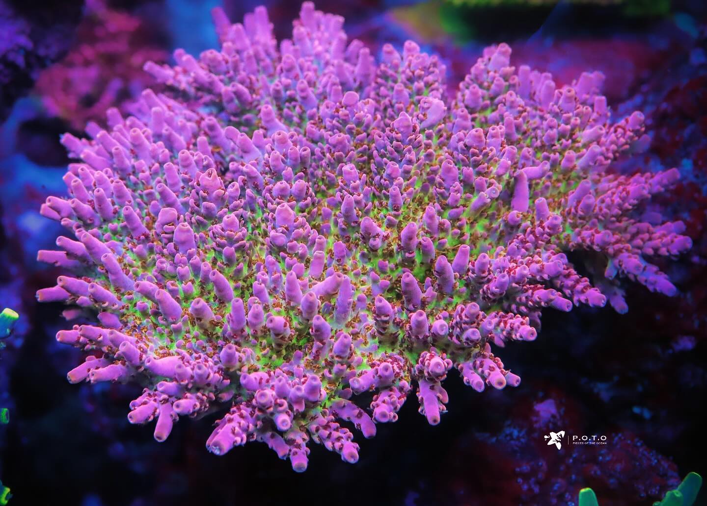 The Collection – Pieces of the Ocean