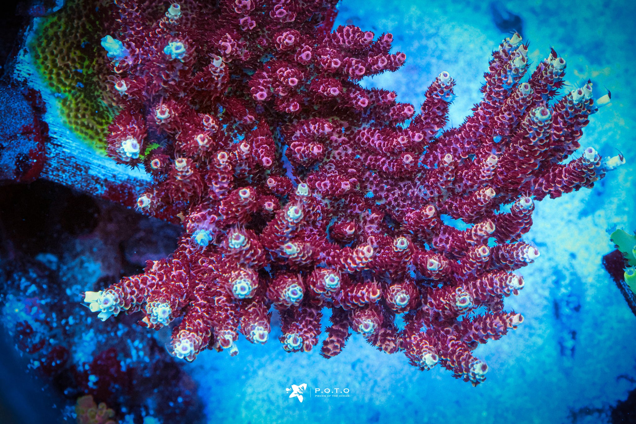 The Collection – Page 3 – Pieces of the Ocean