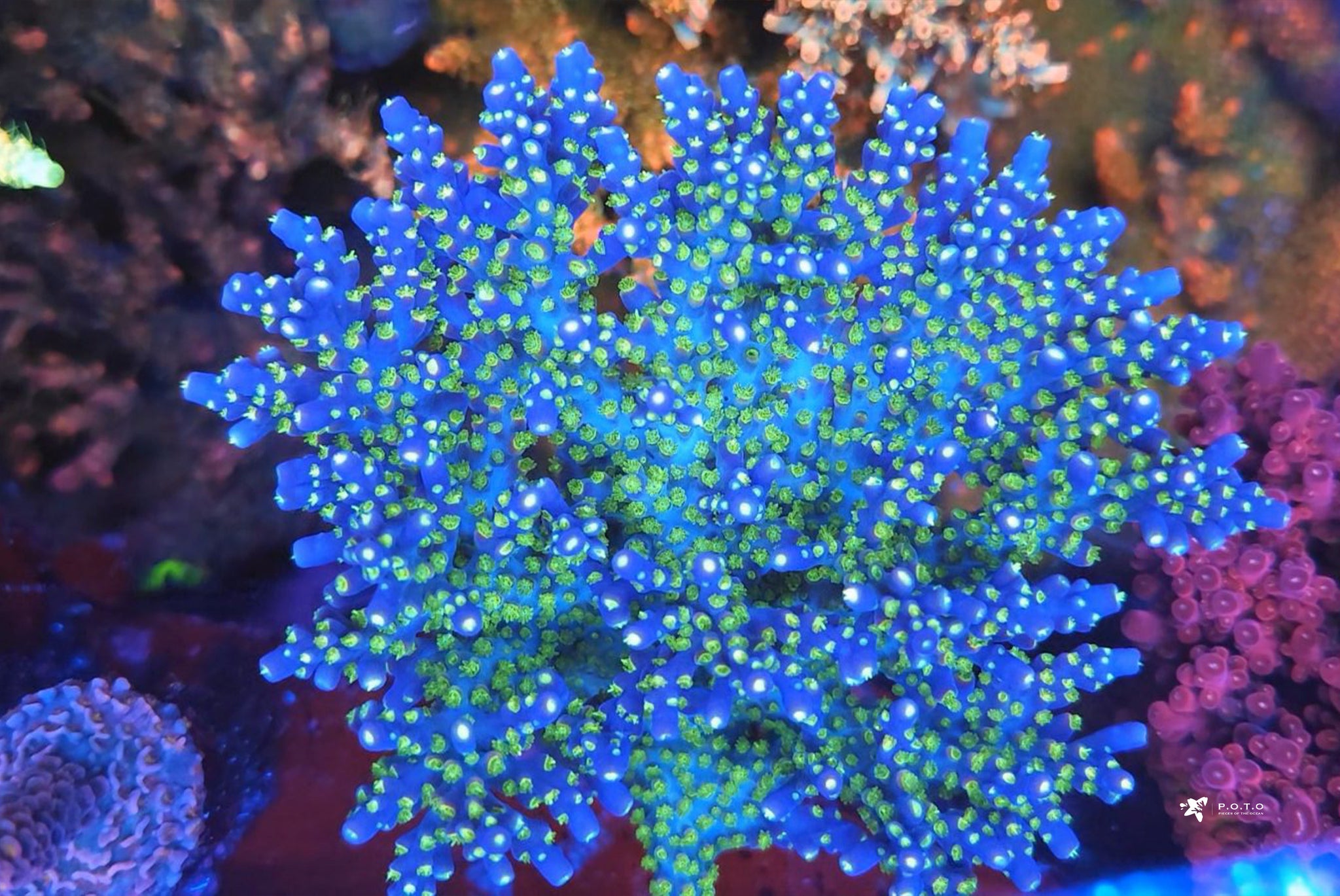 dazzlingmontage_2048x.jpg?v=