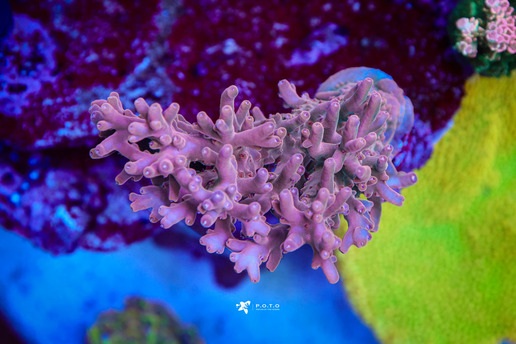 The Collection – Page 3 – Pieces of the Ocean