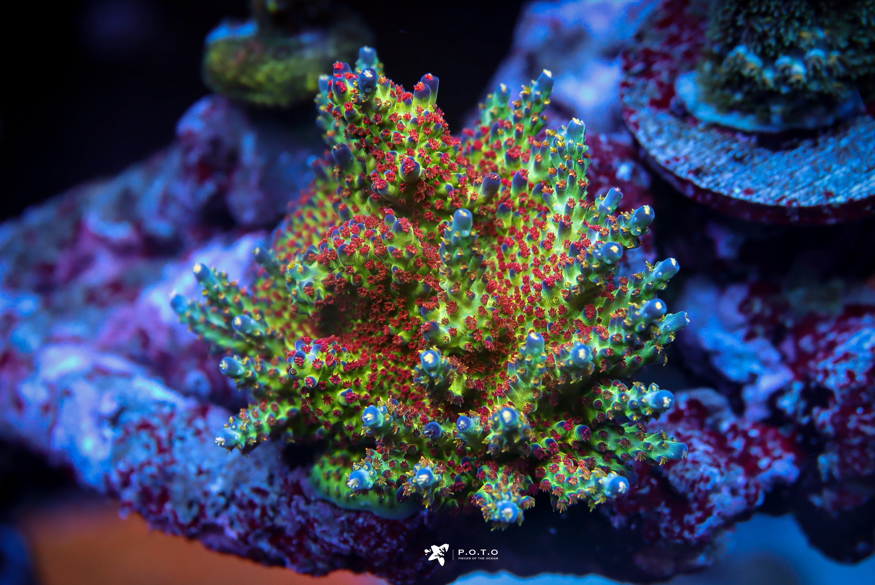 jkr-rainbow_3034x.jpg?v=1699991830