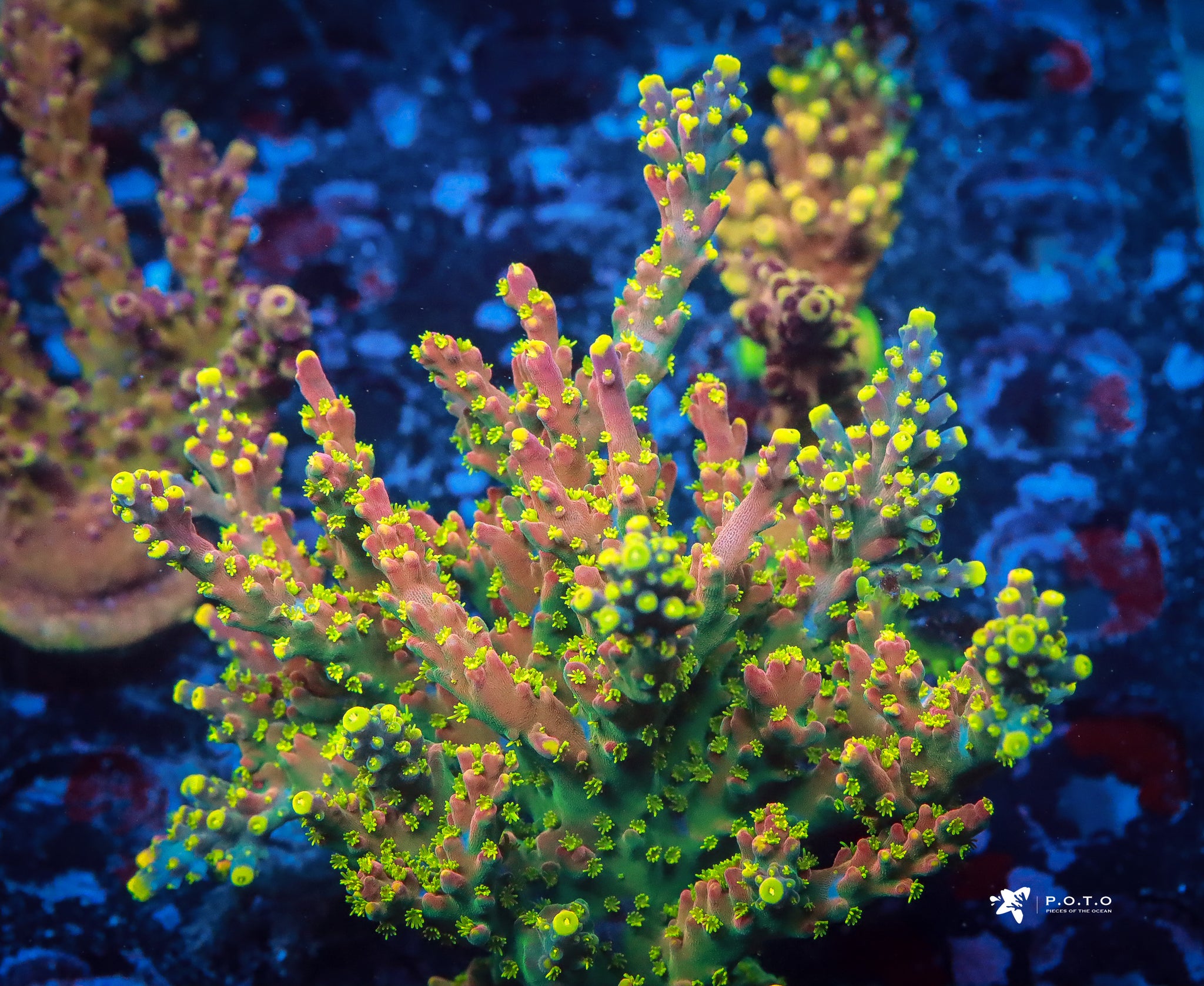 R66 Kaleidoscope – Pieces of the Ocean