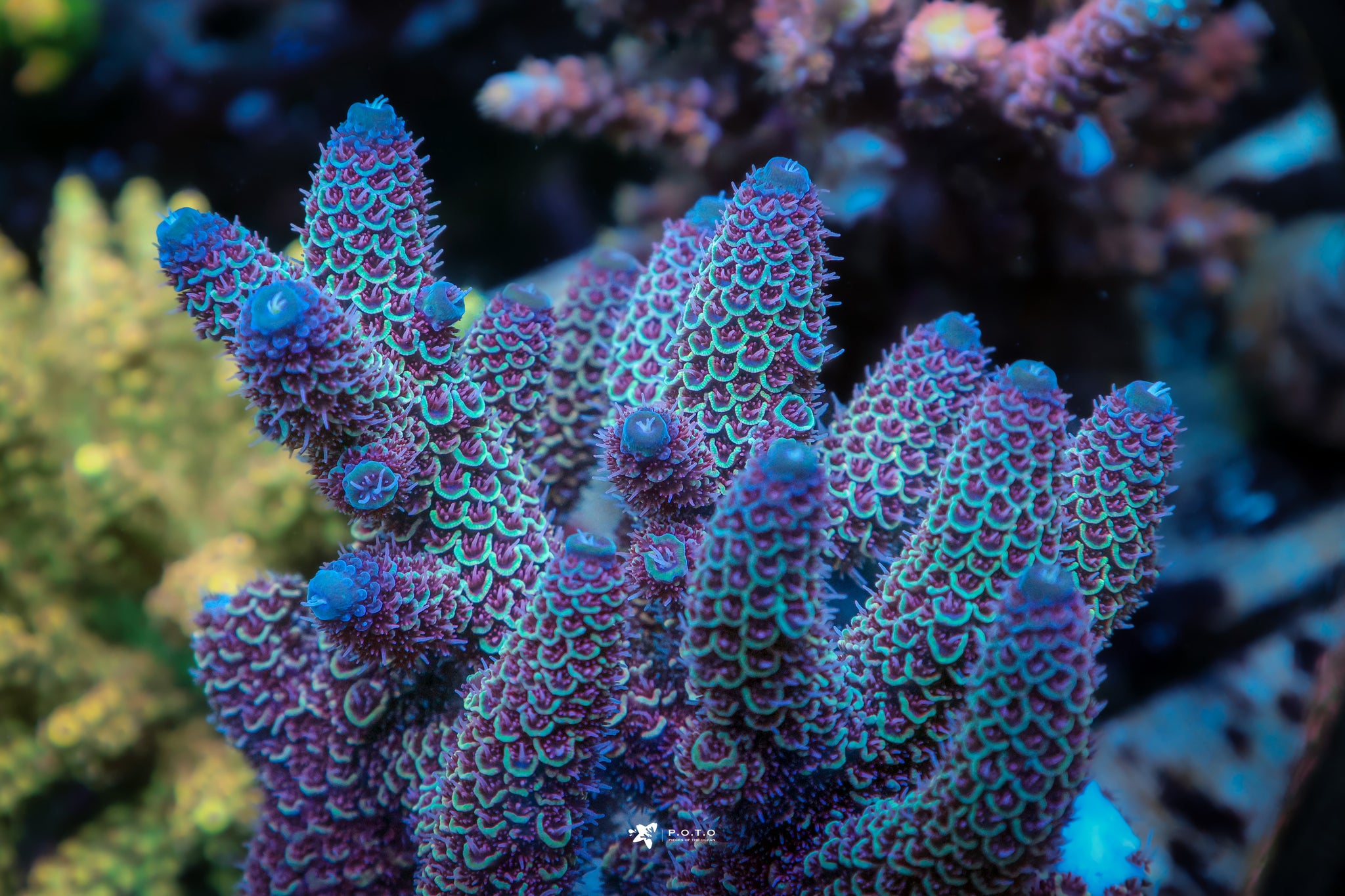 The Collection – Page 3 – Pieces of the Ocean