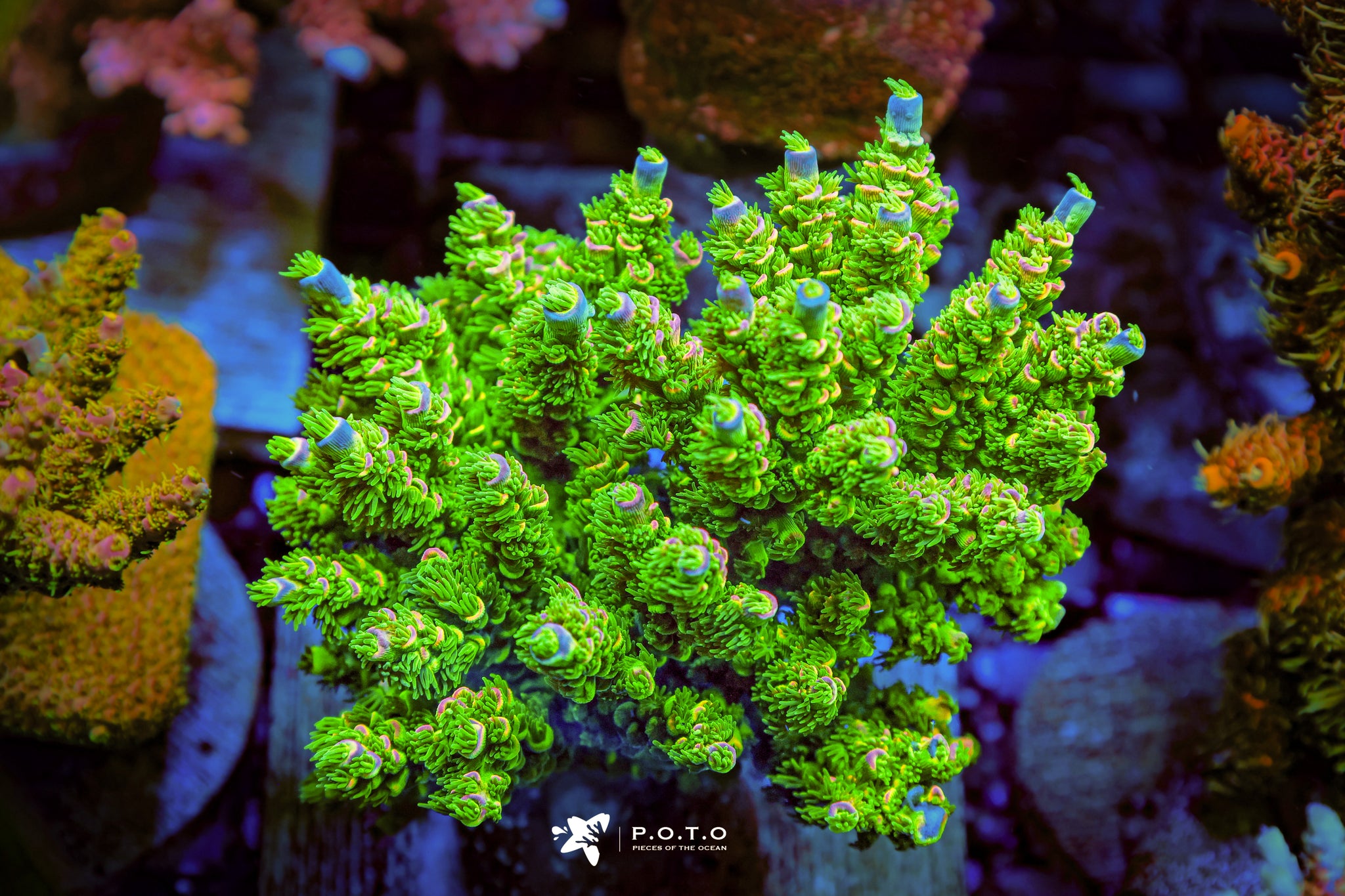 neverland_a548bfd2-aa95-4bb0-