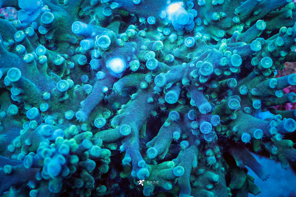 アビランド　リモージュ　オセアン　Oceane トリオ　魚　珊瑚　レア oregontort_1024x1024.jpg?v=