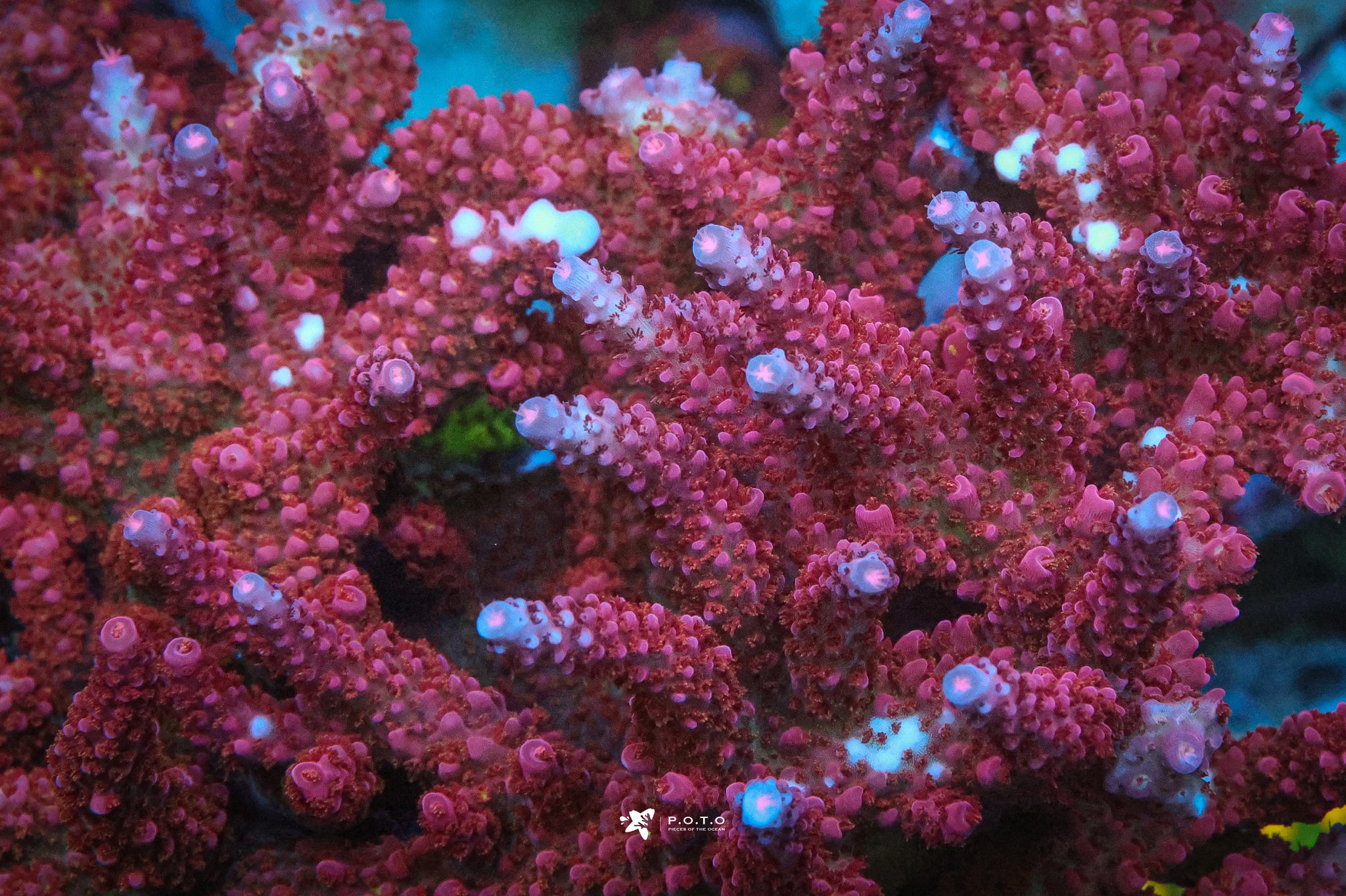 The Collection – Page 3 – Pieces of the Ocean