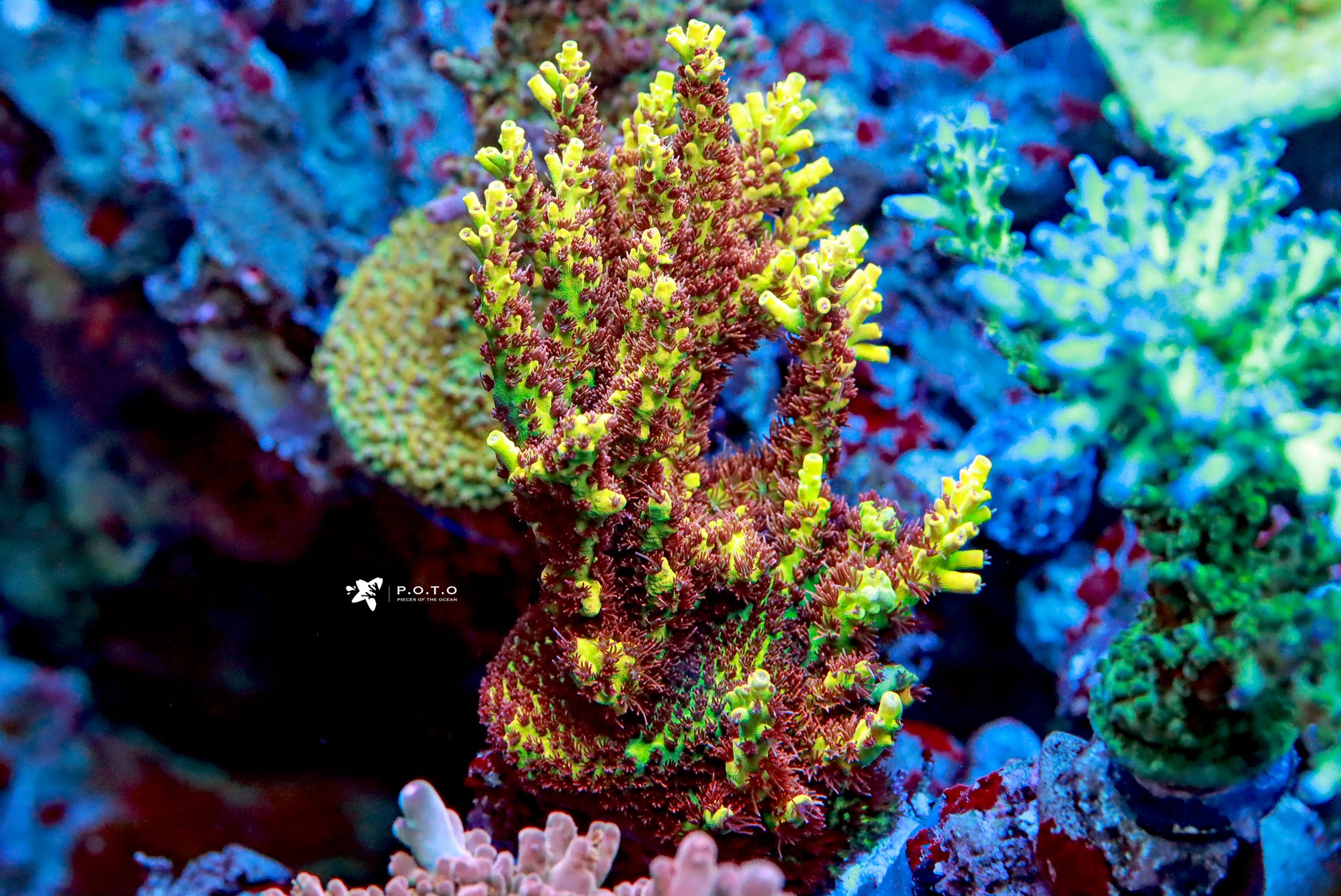 [廃盤] イハラカンタロウ　CORAL The Collection – Page 7 – Pieces of the Ocean