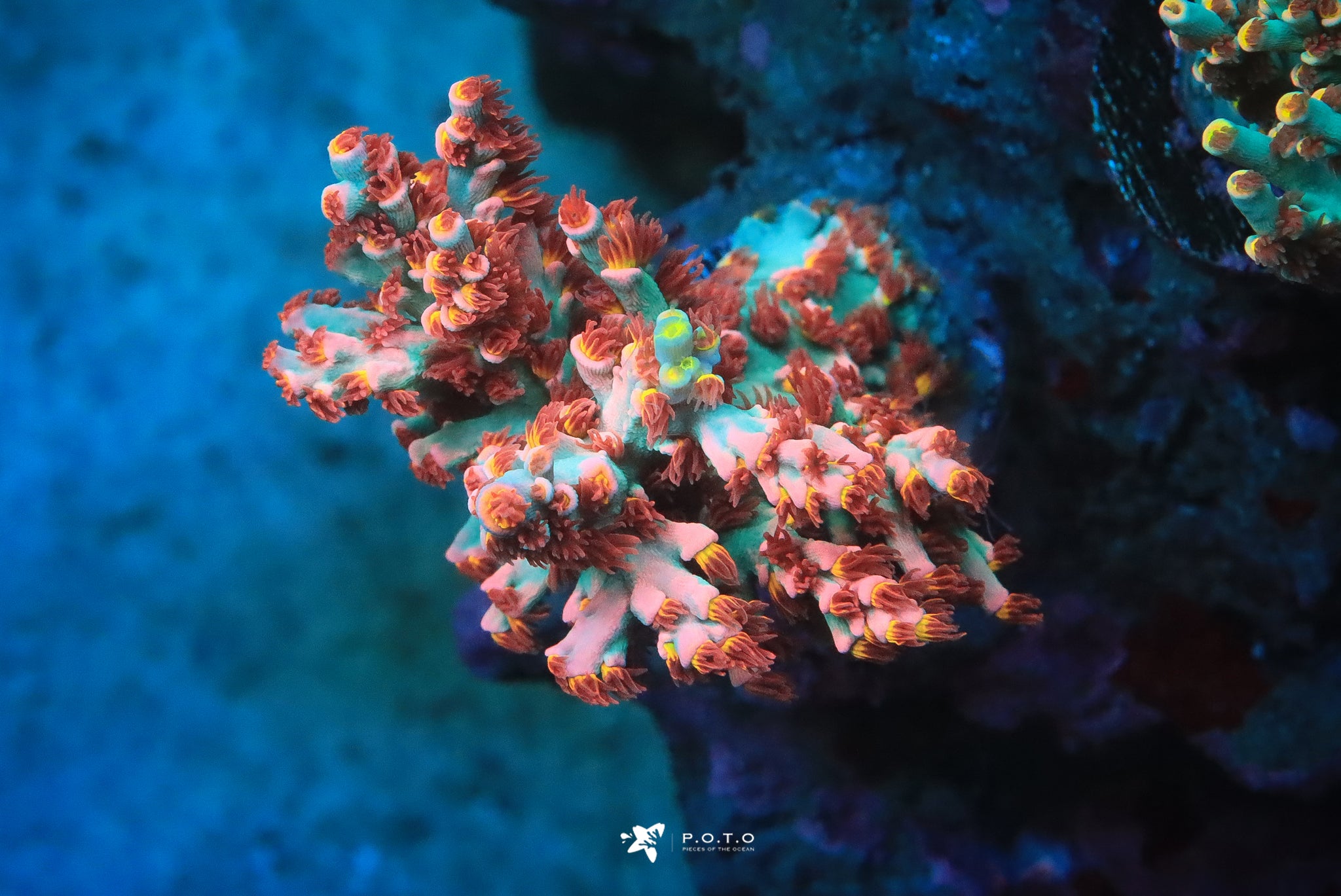 POTO Signature – Pieces of the Ocean