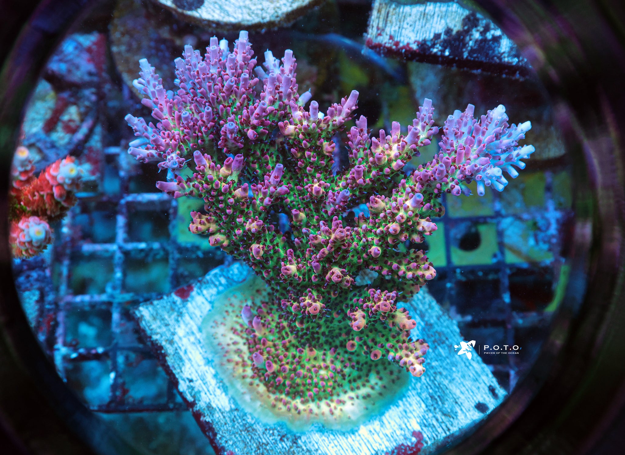 The Collection – Page 3 – Pieces of the Ocean