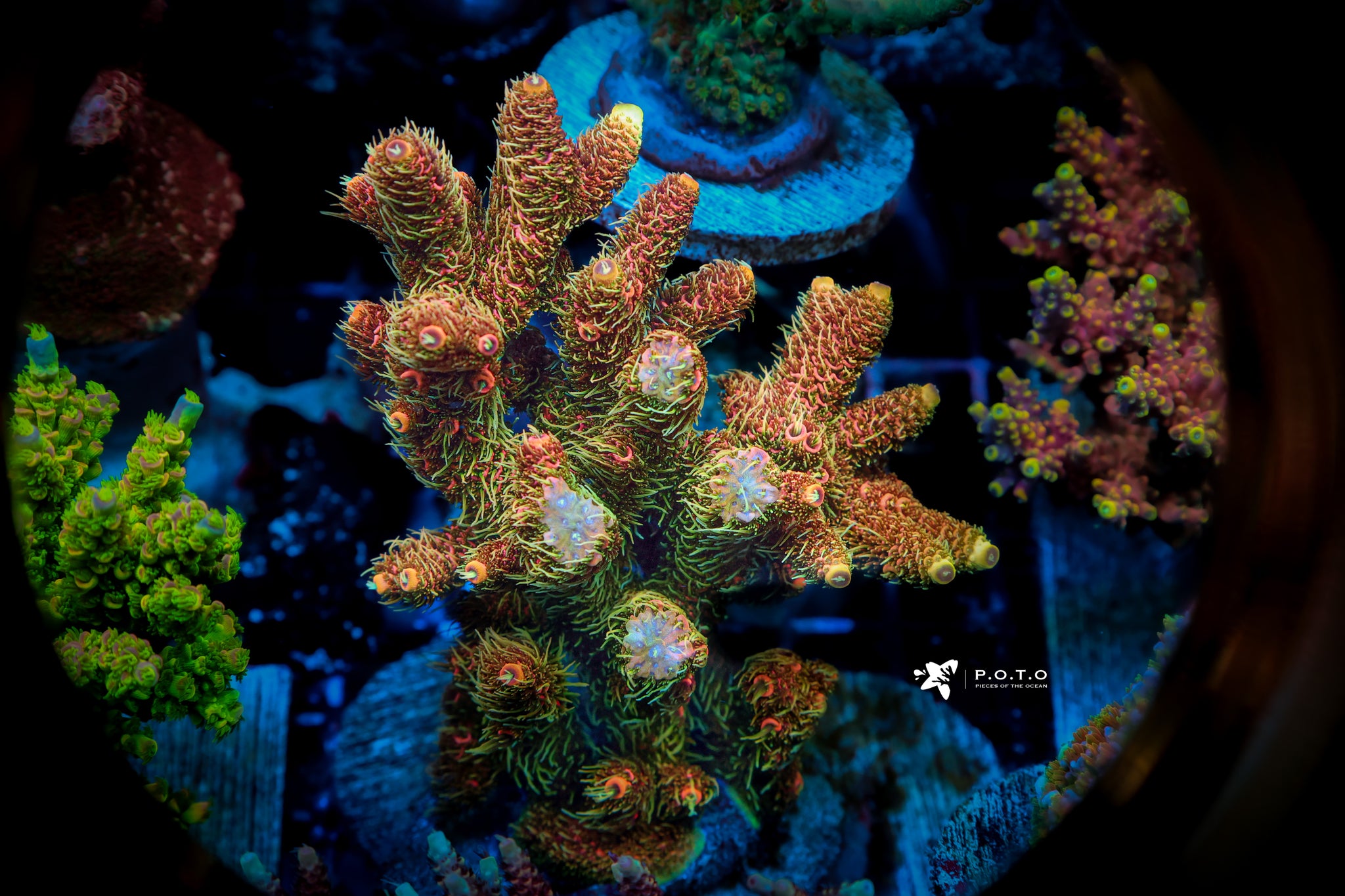The Collection – Page 3 – Pieces of the Ocean