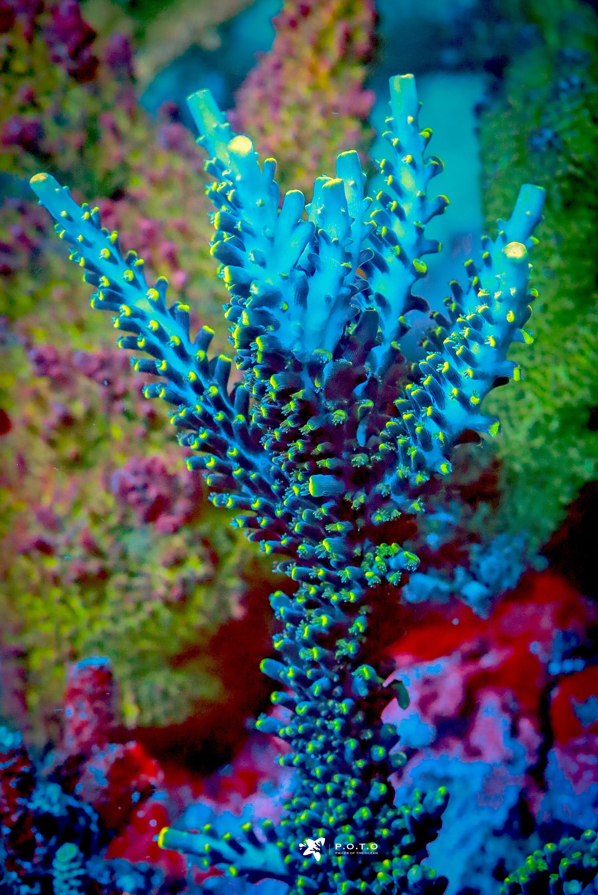 Tyree Ultimate Stag – Pieces of the Ocean