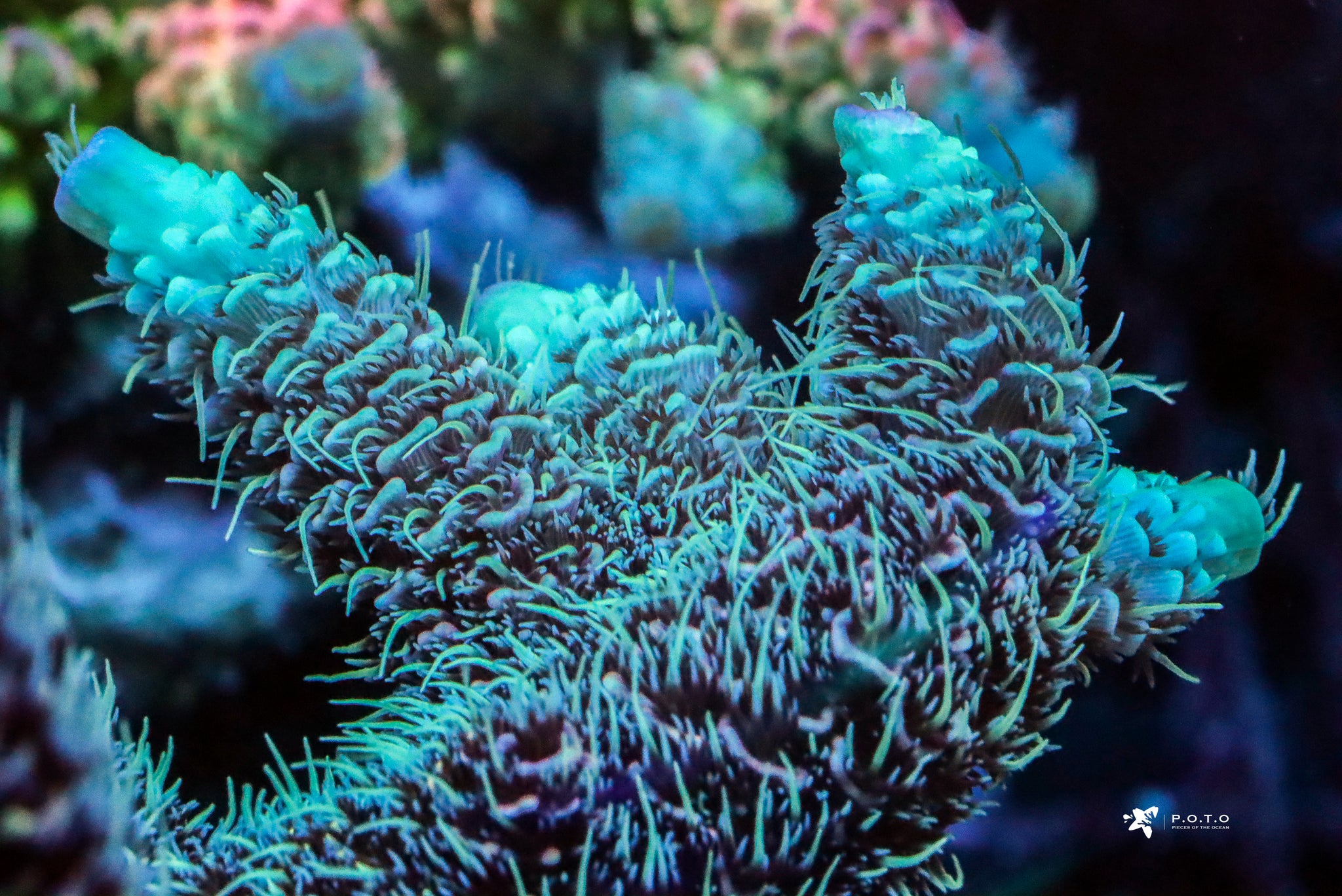 coral reef  white-walker_2048x.jpg?v=