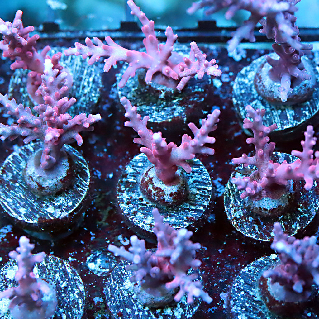 Red Dragon Shell OG Red Dragon (Add On Special) – Pieces of the Ocean