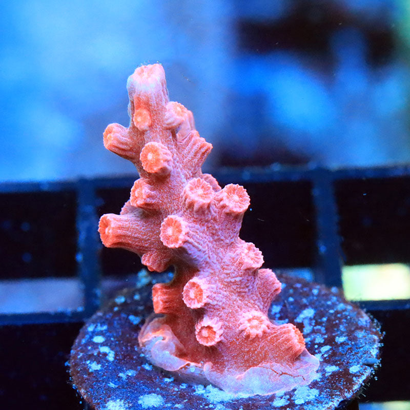 Branching Meteor Shower Cyphastrea