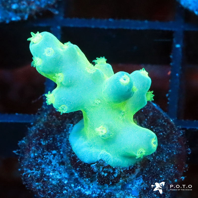 Tyrees Wow Factor Aka Reefgen Blueberry Fantasy Granulosa Auction