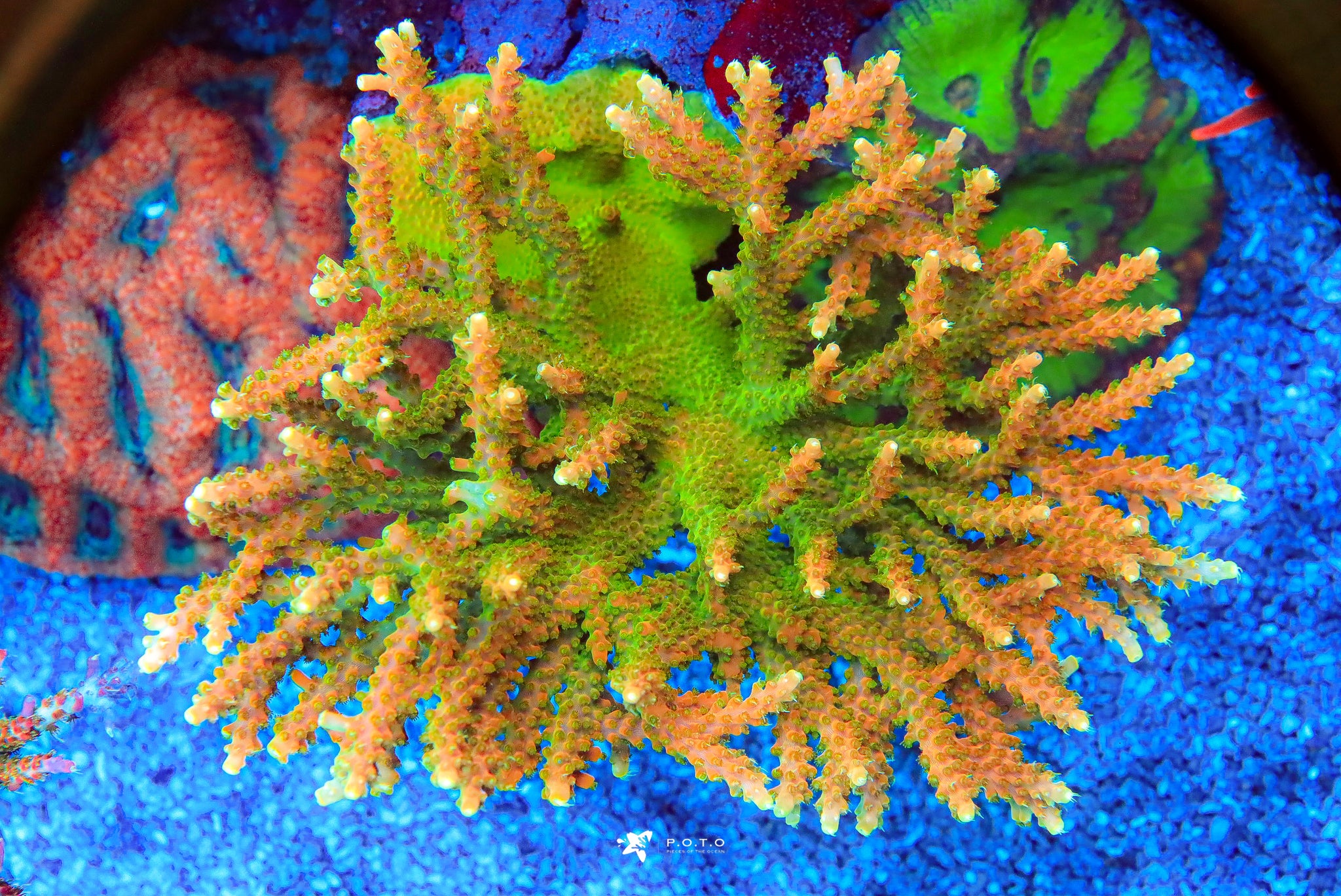 TGC Tropicana – Pieces of the Ocean