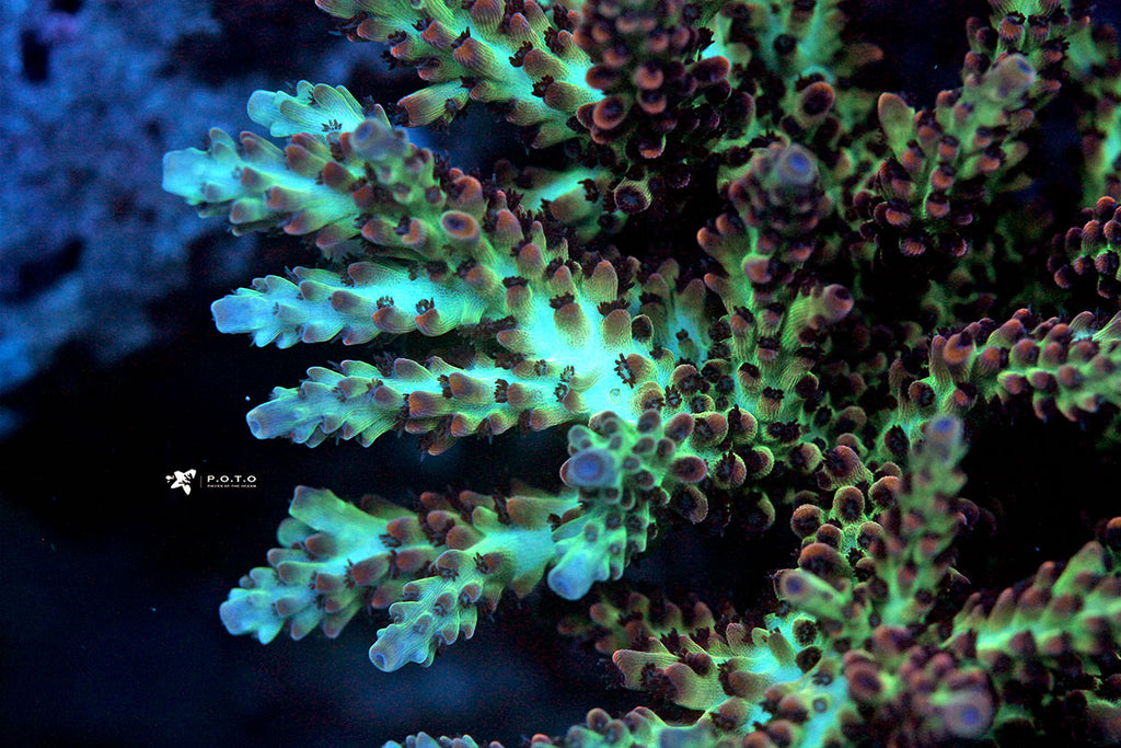 Upscales Microclados